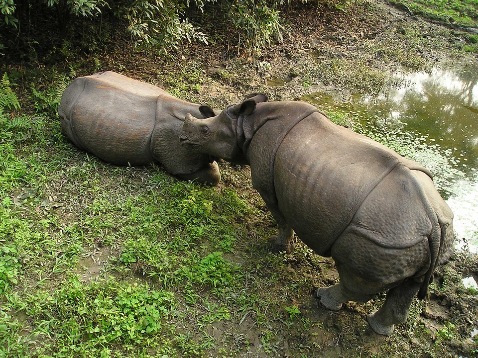 Rhino sighting during Multiple Adventure Tour in Nepal